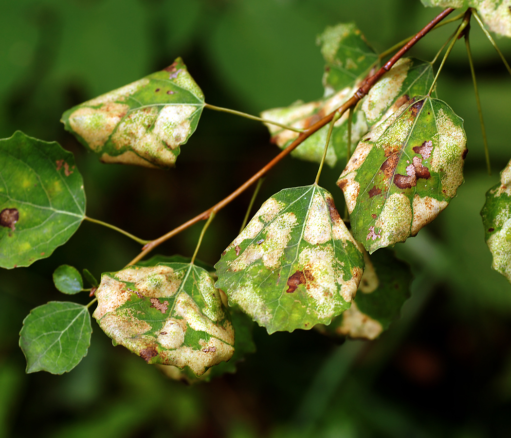 Image of Populus tremula specimen.