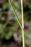 Stipa capillata. Основание листовой пластинки с влагалищем. Узбекистан, Ташкентская обл., зап. отроги Чаткальского хр., гора Бол. Чимган, ущ. Аксая. 16.07.2016.