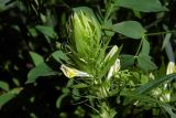 Melampyrum argyrocomum. Верхушка цветущего растения (сзади - листья Lathyrus). Республика Адыгея, Майкопский р-н, ок. 3 км к северу от пос. Гузерипль, южный склон горы Казачья, выс. ок. 1200 м н.у.м., в смешанном лесу (пихта, сосна, дуб) после пожара. 23.07.2016.