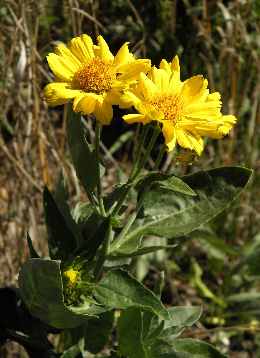 Image of Verbesina encelioides specimen.