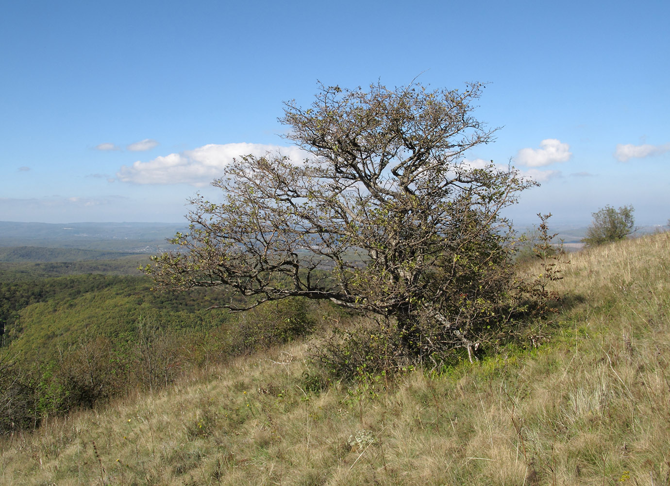 Image of genus Crataegus specimen.