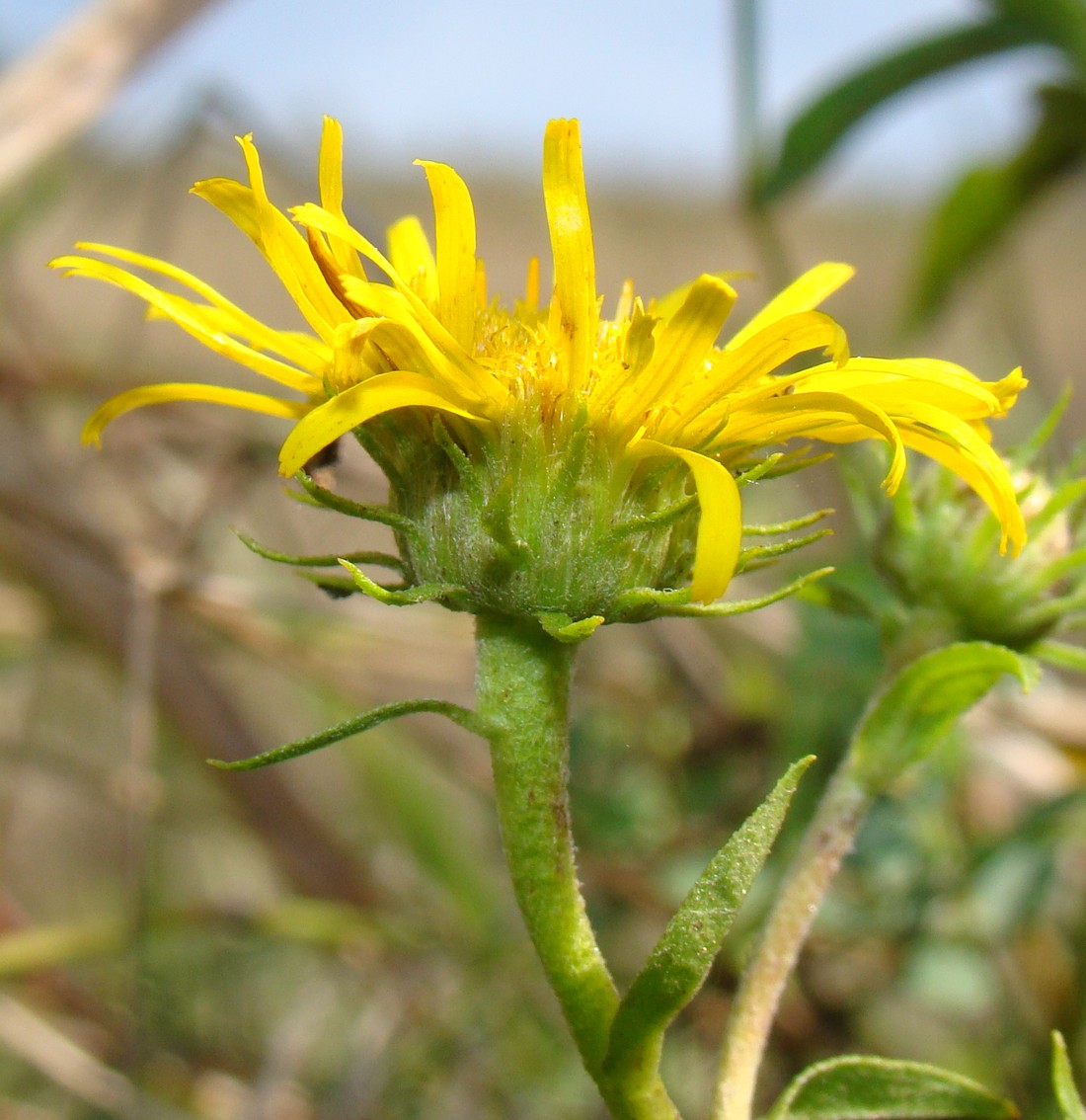 Изображение особи Inula britannica.