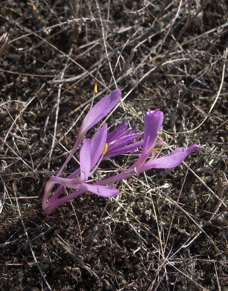 Image of Colchicum laetum specimen.