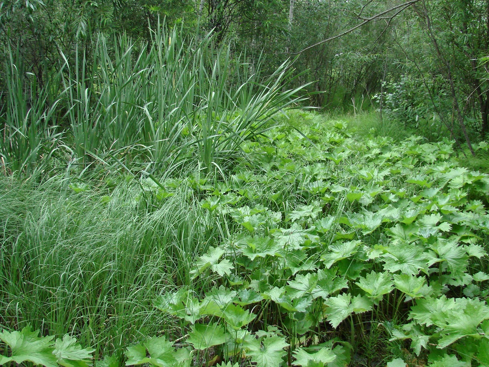 Image of Petasites frigidus specimen.