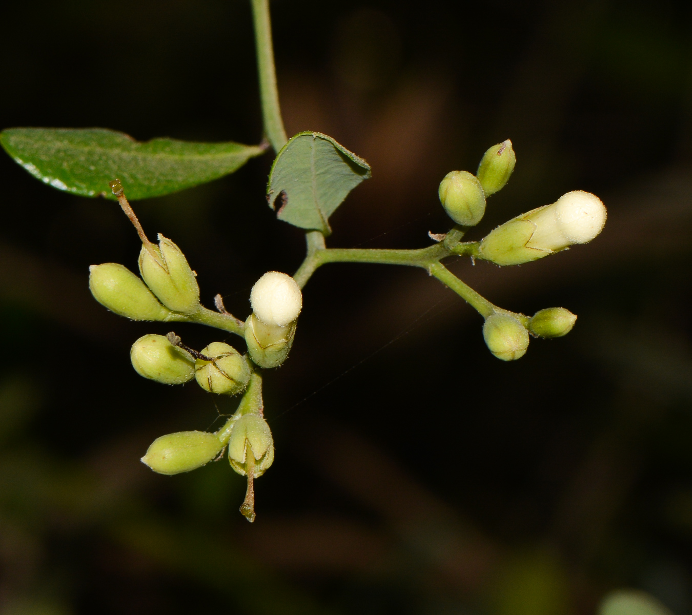 Image of Bourreria ovata specimen.