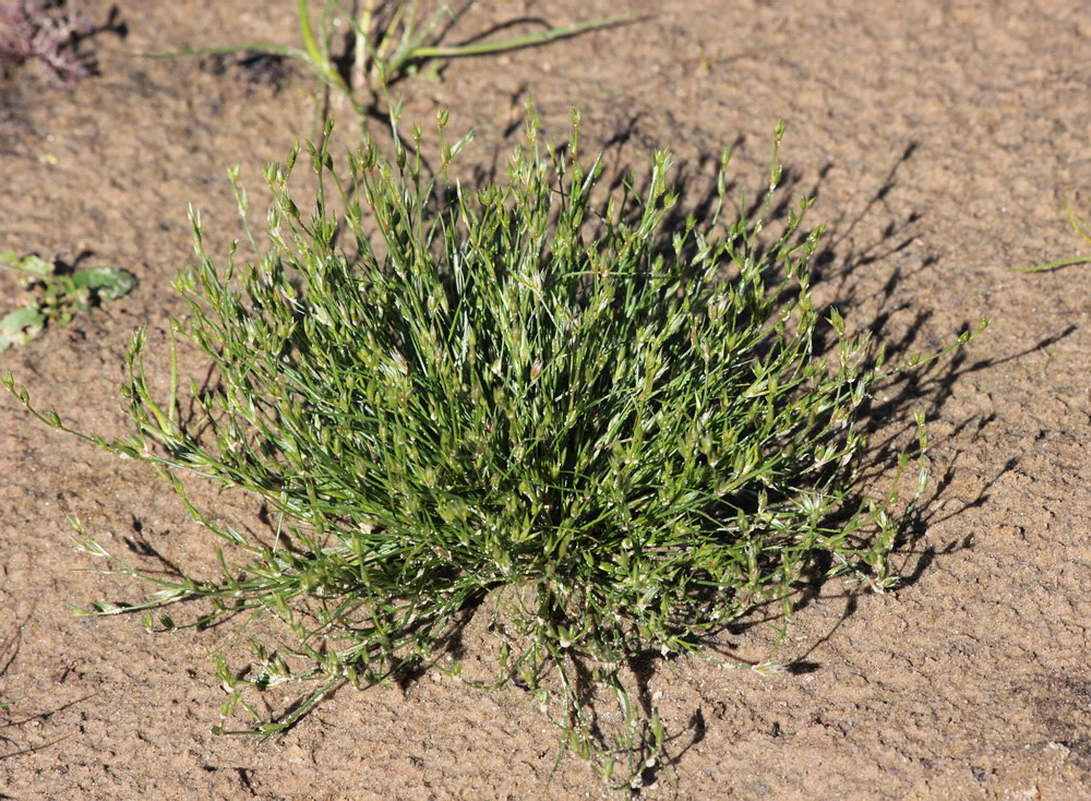 Image of Juncus bufonius specimen.