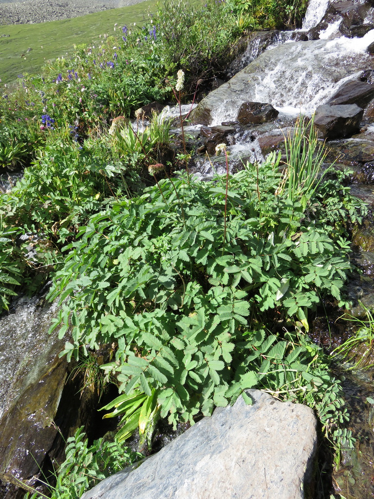 Image of Sanguisorba alpina specimen.