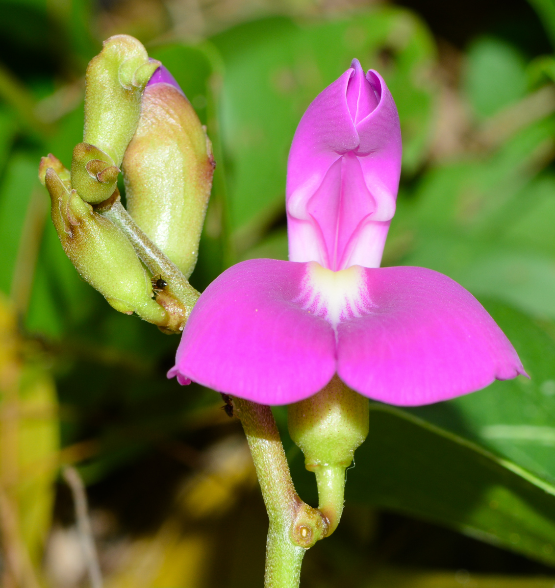 Image of Canavalia maritima specimen.