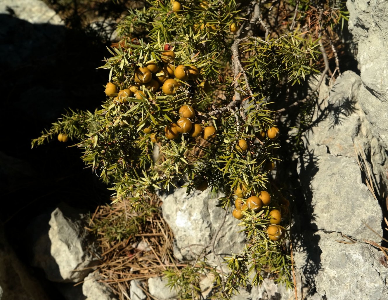 Image of Juniperus deltoides specimen.