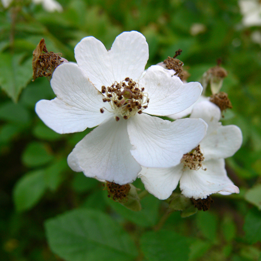 Image of Rosa multiflora specimen.