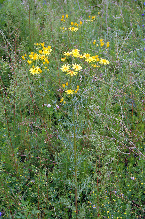 Изображение особи Senecio jacobaea.