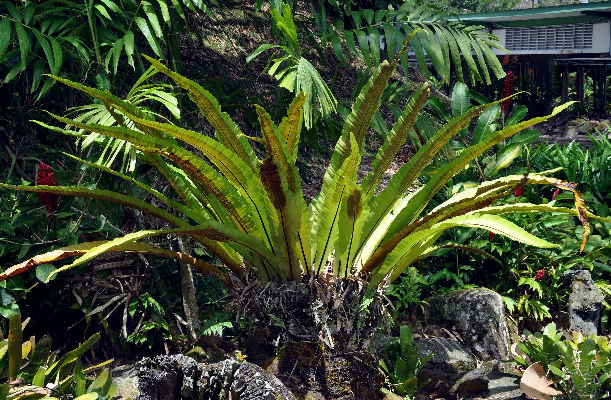 Изображение особи Asplenium nidus.