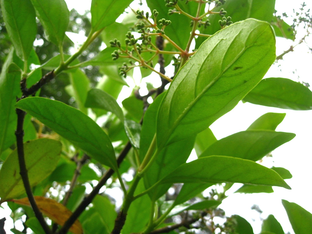 Изображение особи Viburnum odoratissimum var. awabuki.