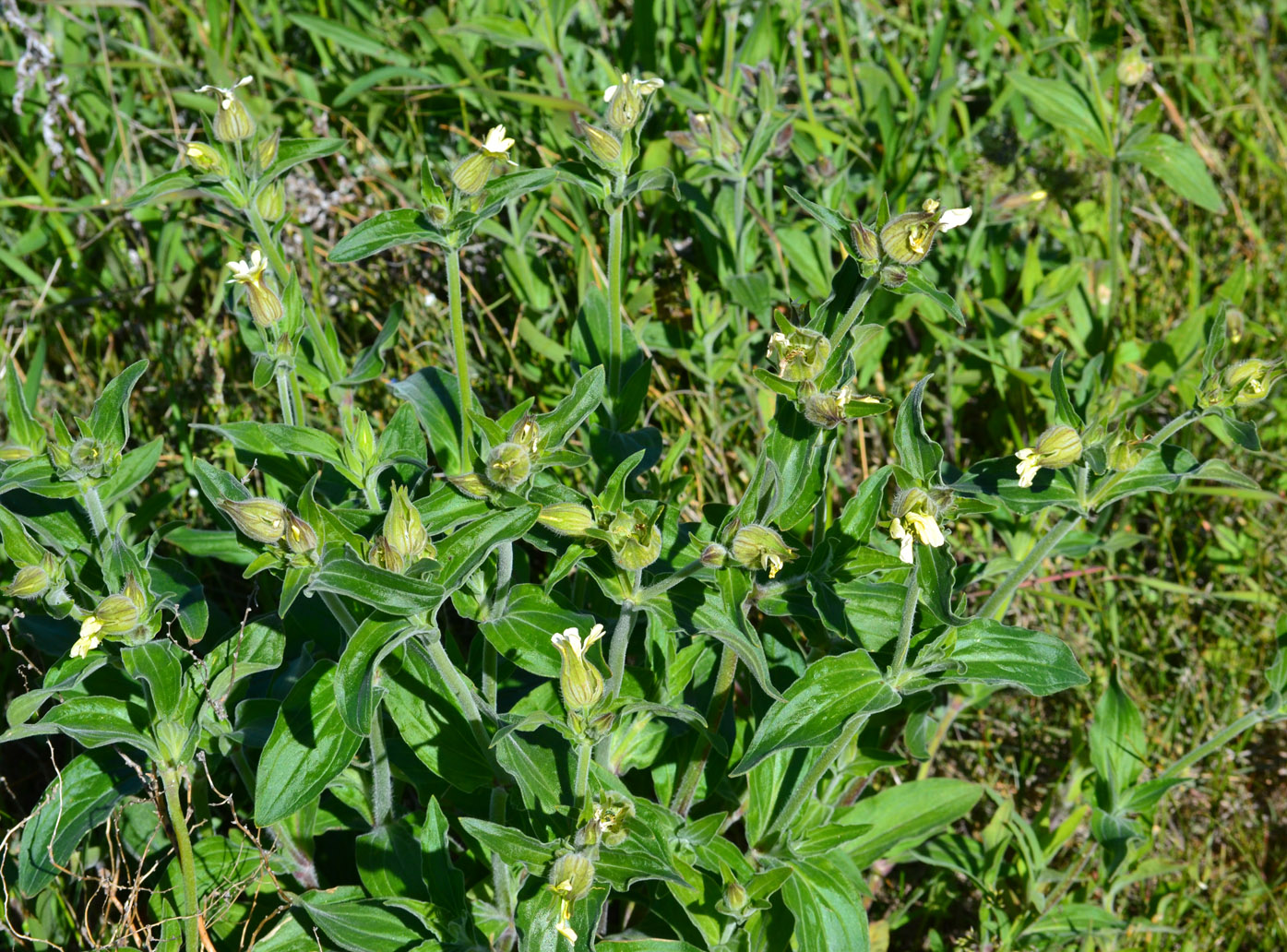 Изображение особи Melandrium latifolium.