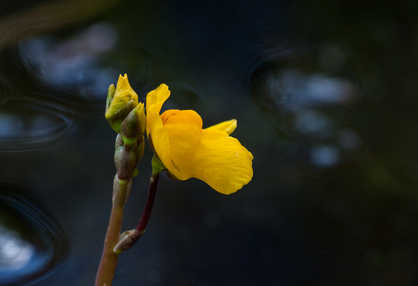 Изображение особи Utricularia australis.