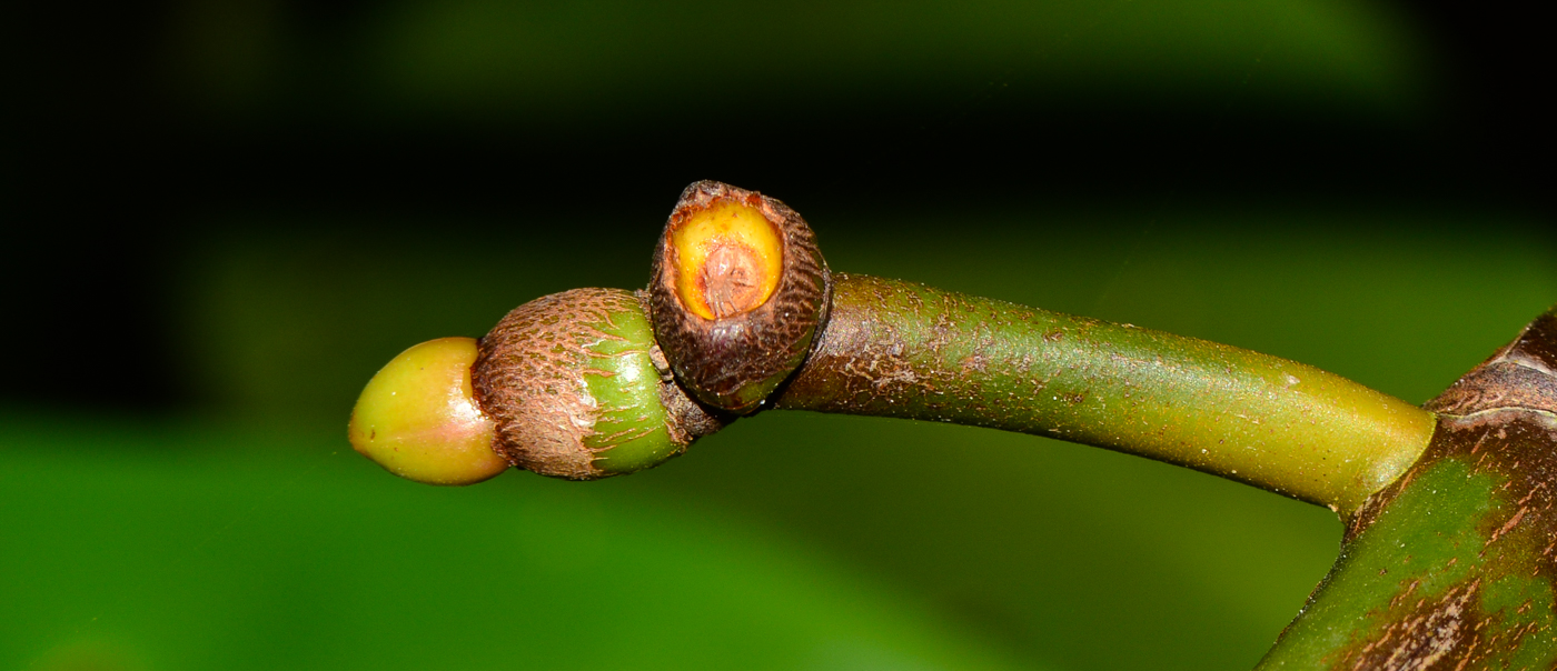 Изображение особи Rhizophora mucronata.