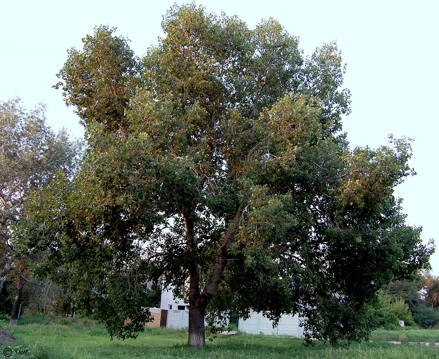 Изображение особи Populus tremula.