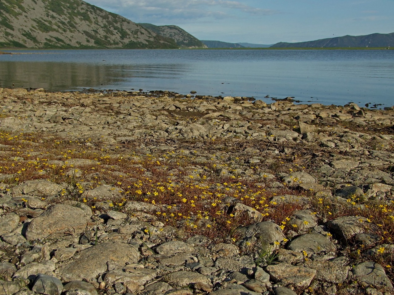 Image of Ranunculus reptans specimen.