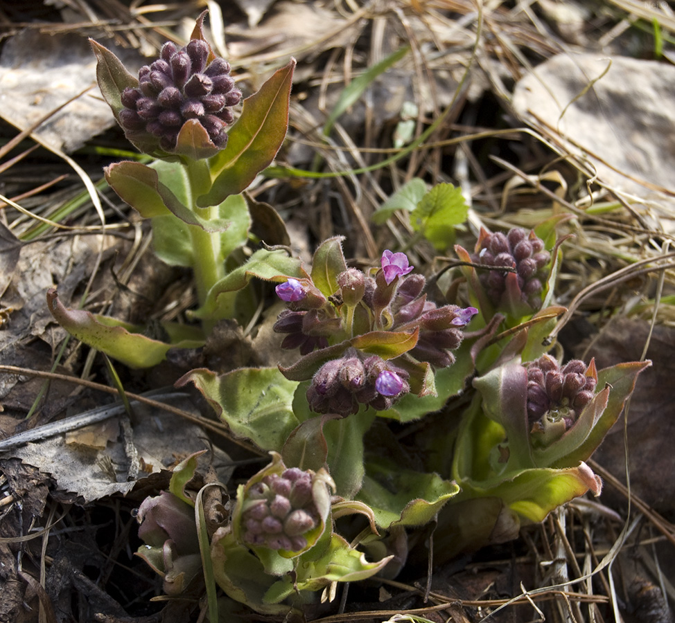 Image of Pulmonaria obscura specimen.