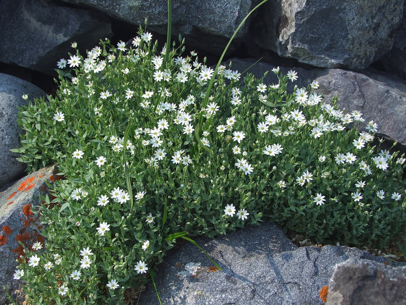 Image of Stellaria ruscifolia specimen.