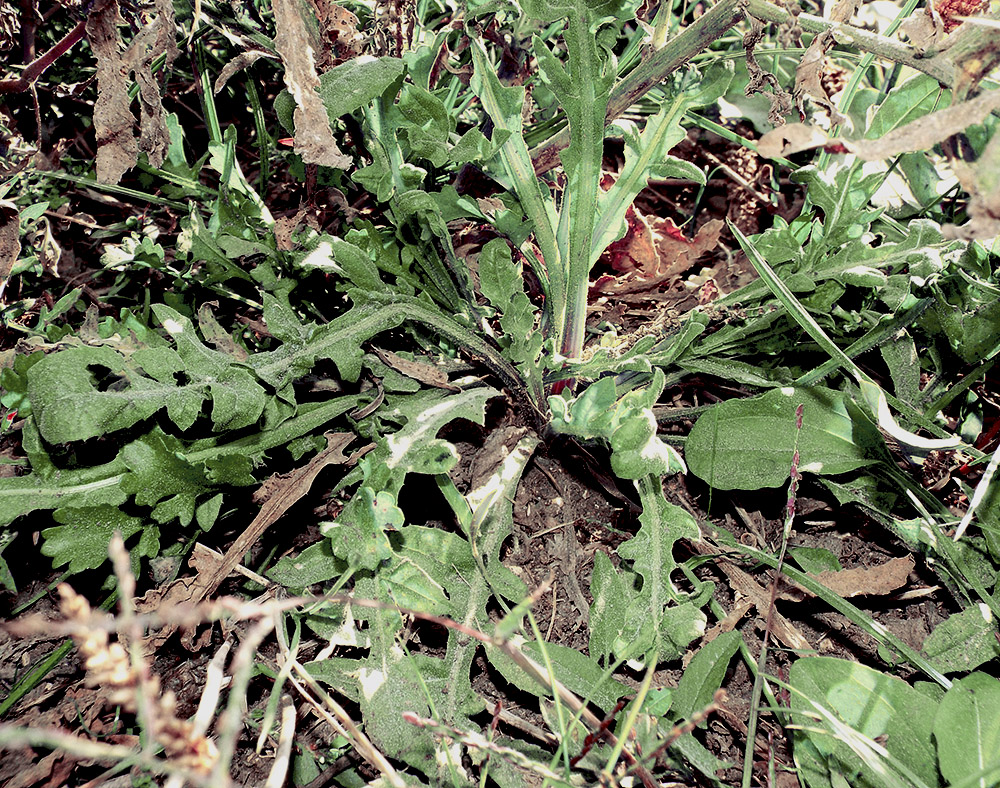 Image of Centaurea iberica specimen.