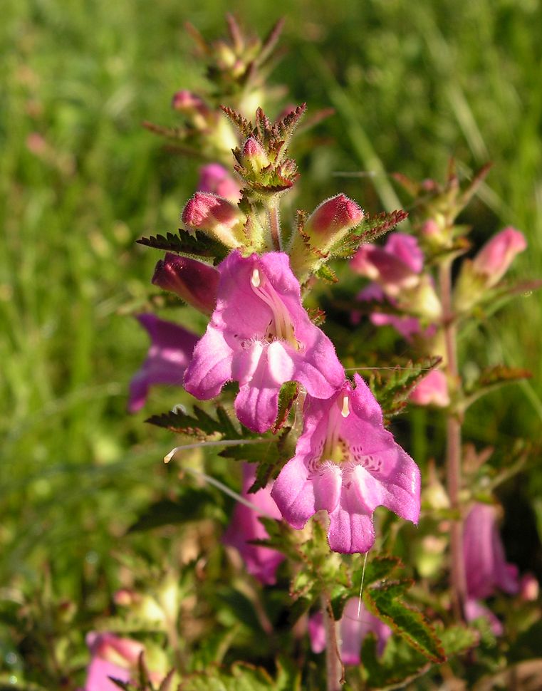 Image of Phtheirospermum chinense specimen.