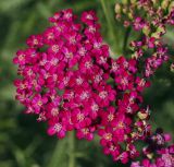 Achillea millefolium. Соцветие (культивар). Пермский край, г. Пермь, Кировский р-н, газон у административного здания, в культуре. 02.08.2017.