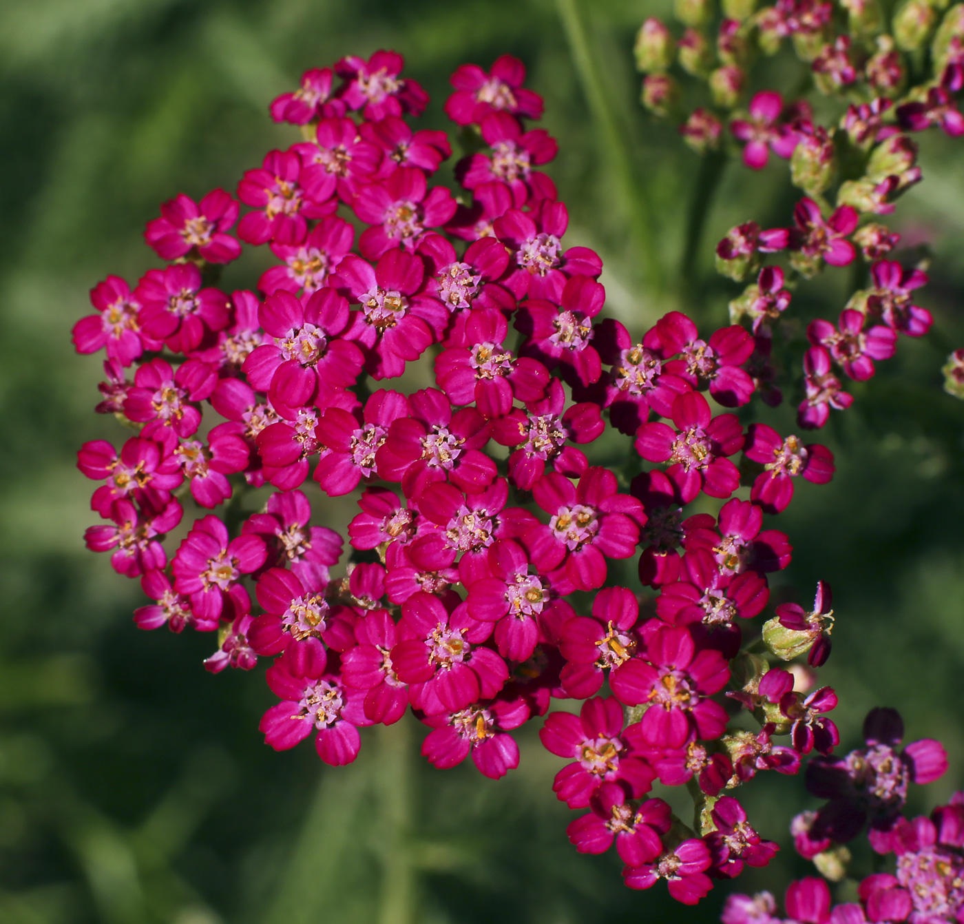 Image of Achillea millefolium specimen.