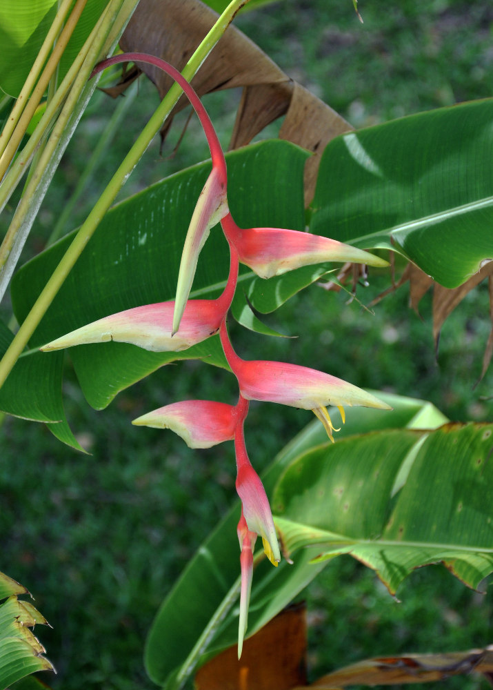 Image of Heliconia chartacea specimen.