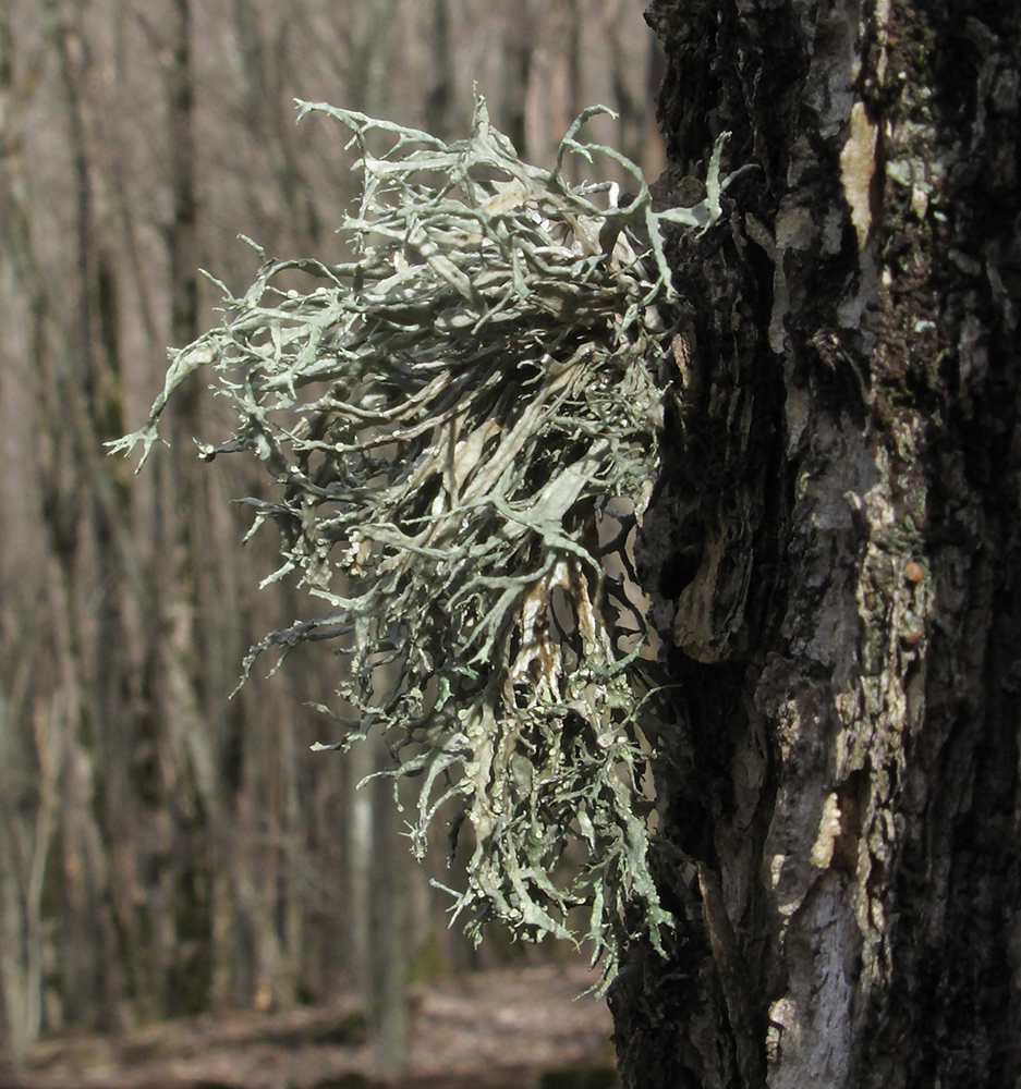 Image of Evernia prunastri specimen.