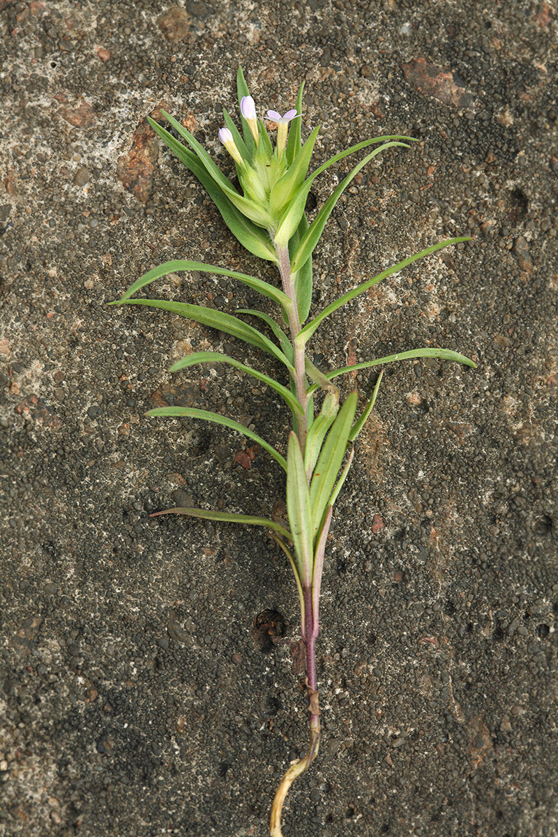 Image of Collomia linearis specimen.