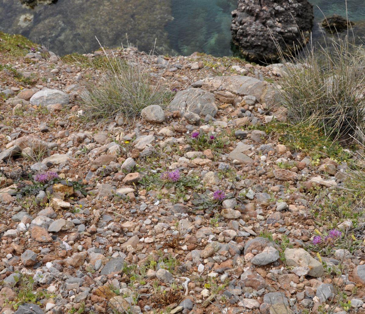 Image of Centaurea raphanina ssp. mixta specimen.