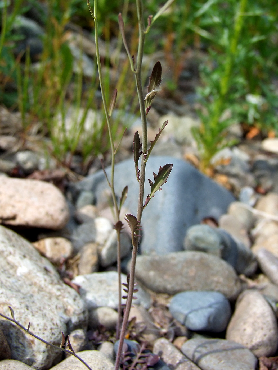 Image of Arabidopsis lyrata specimen.