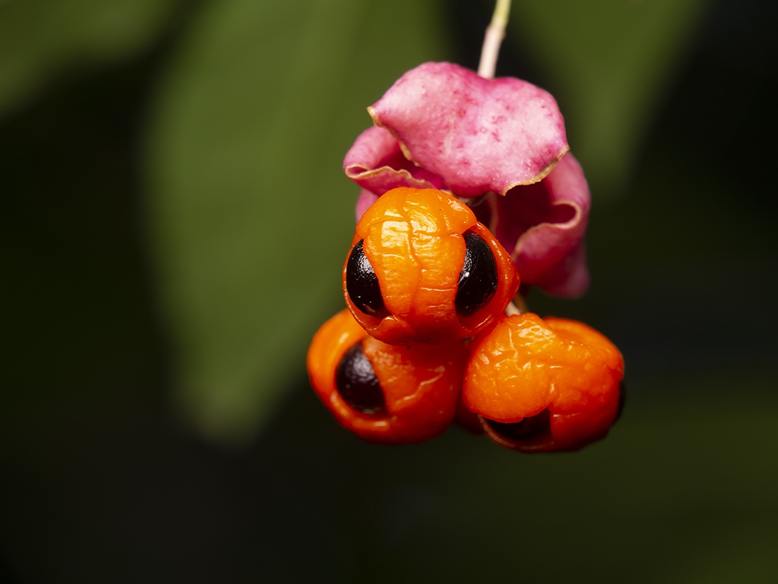 Image of Euonymus verrucosus specimen.