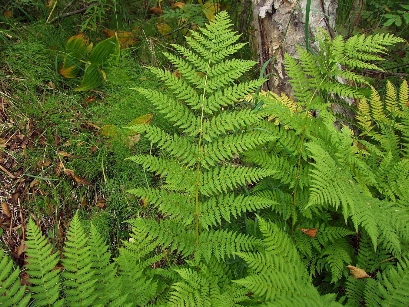 Image of Athyrium filix-femina specimen.