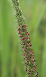 Plantago major