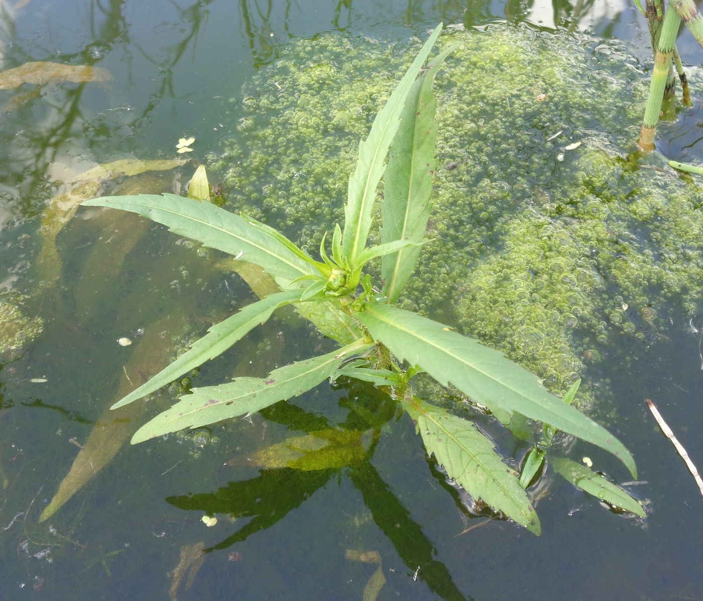 Image of Bidens cernua specimen.