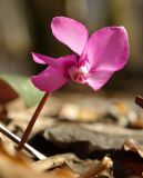 Cyclamen coum