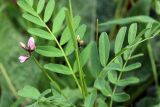 Astragalus campylotrichus. Верхушка цветущего растения. Узбекистан, г. Ташкент; остатки исторического памятника \"Актепа Чиланзарский\", оплывший лёссовый холм. 22.03.2019.