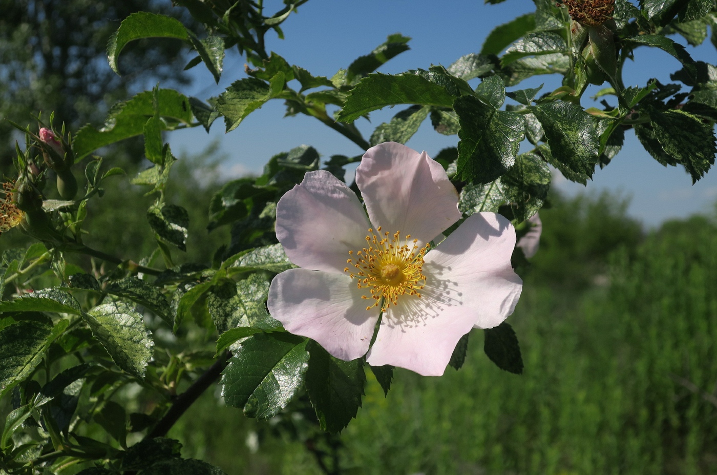 Изображение особи Rosa lapidosa.