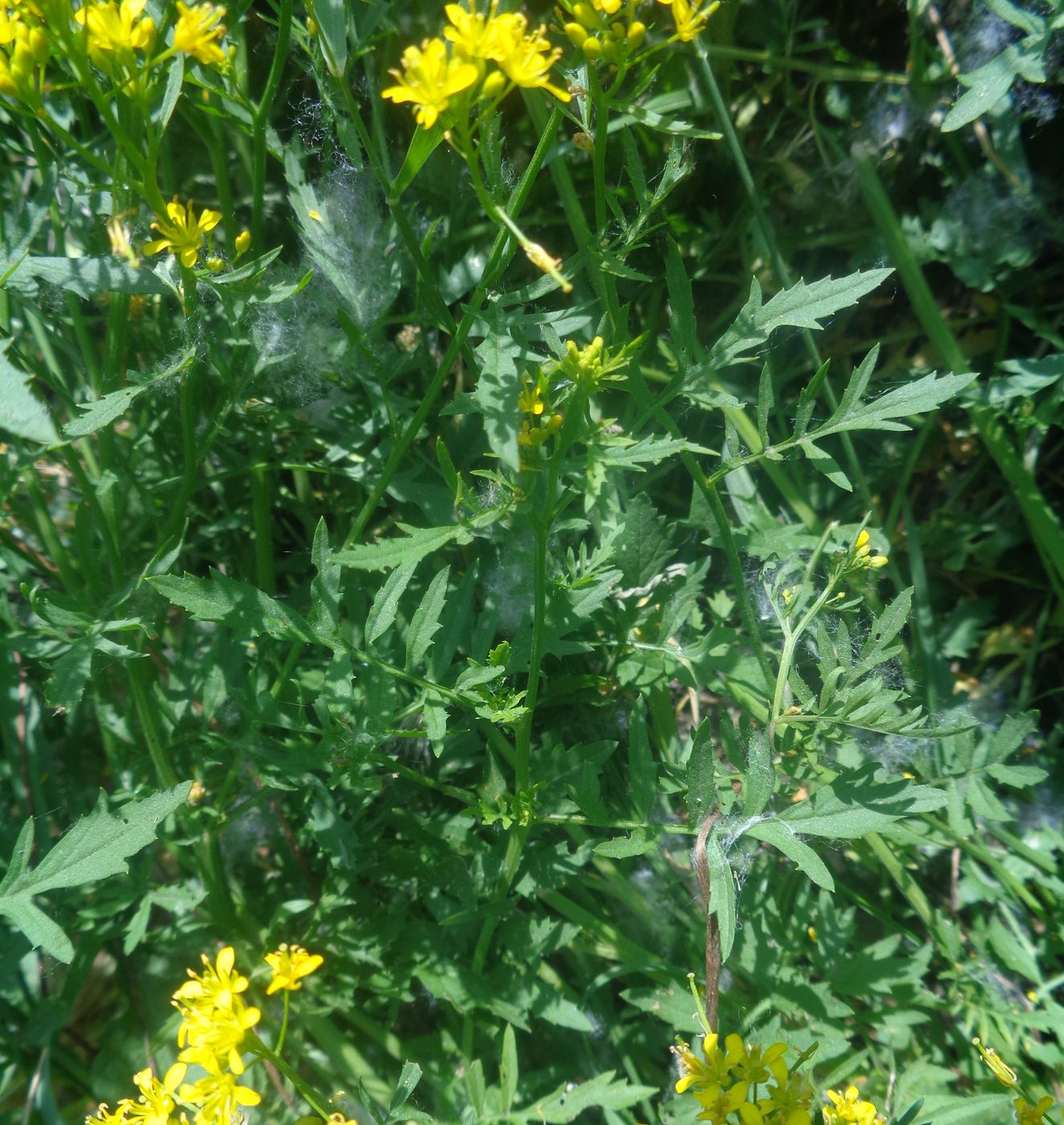 Image of Rorippa sylvestris specimen.