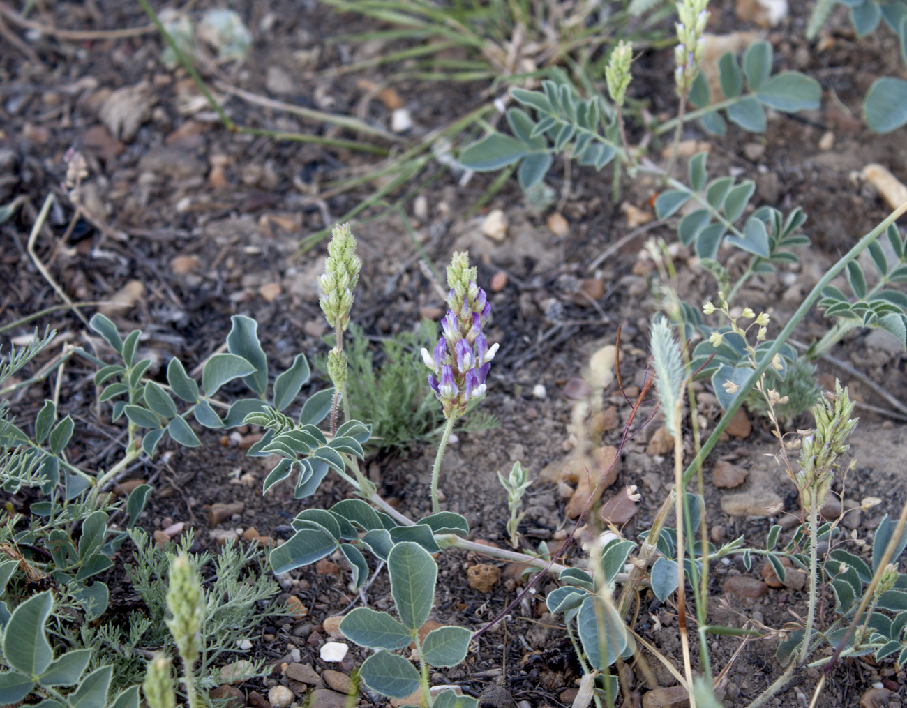 Image of Glycyrrhiza aspera specimen.