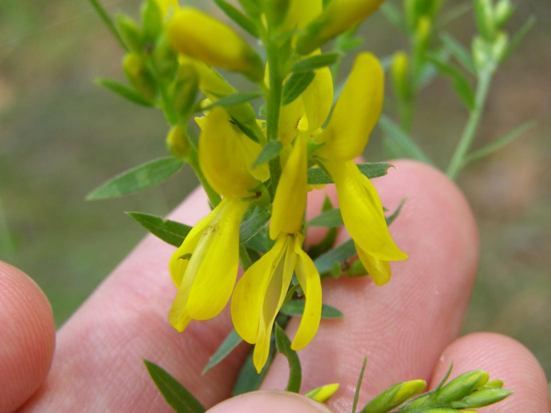 Изображение особи Genista tinctoria.