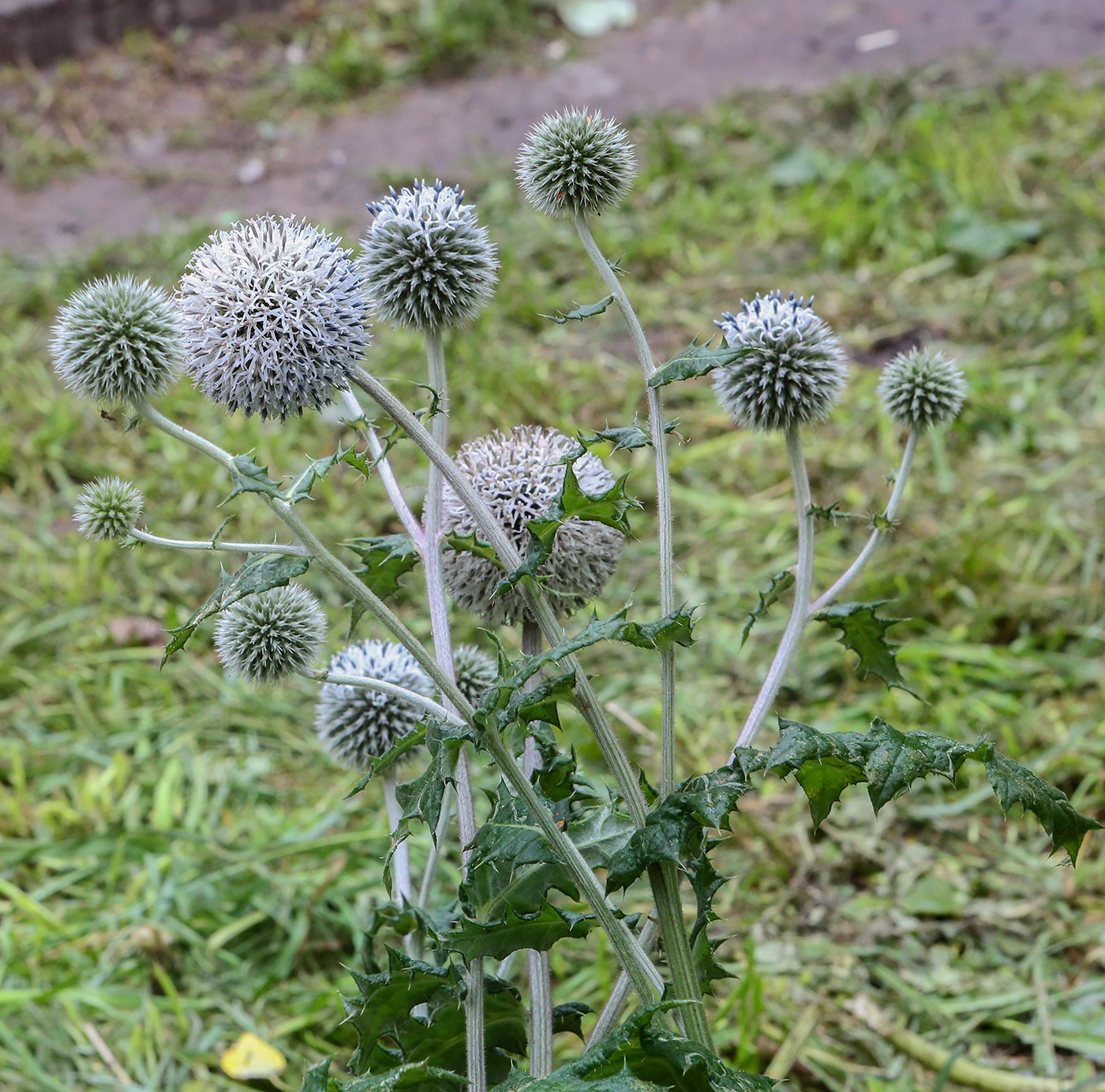 Изображение особи Echinops sphaerocephalus.