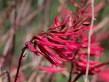 Erythrina herbacea