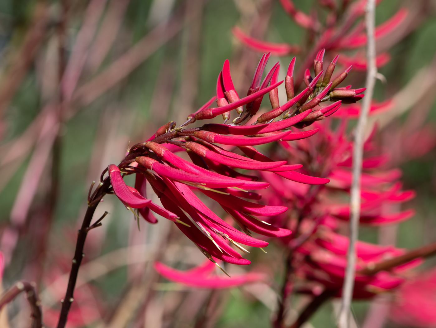 Image of Erythrina herbacea specimen.