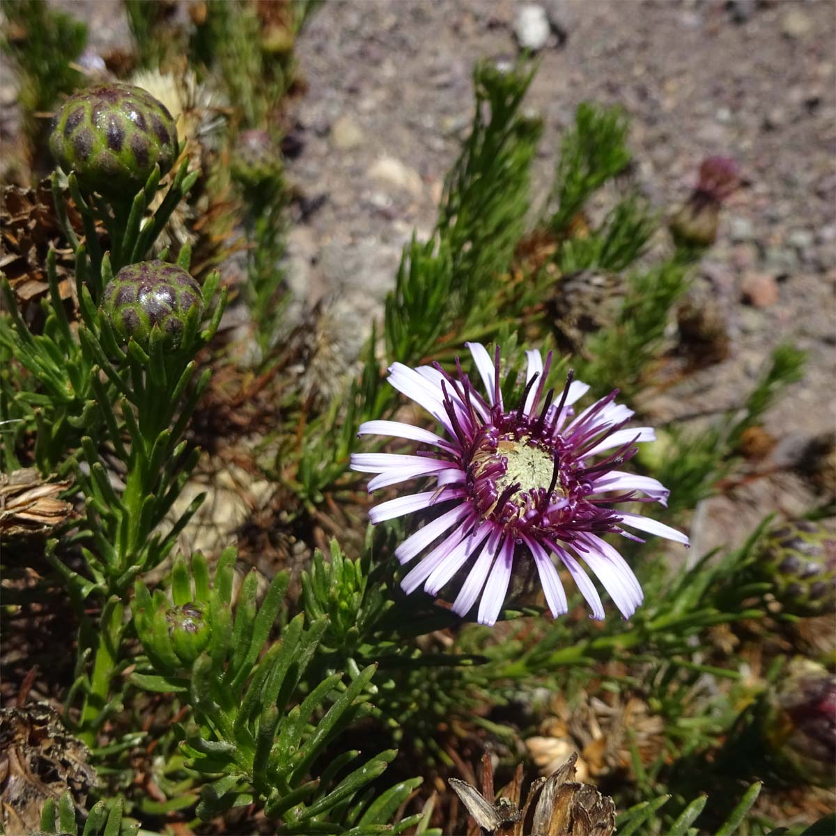 Image of Gypothamnium pinifolium specimen.