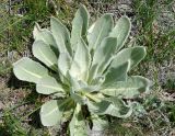 Verbascum songaricum