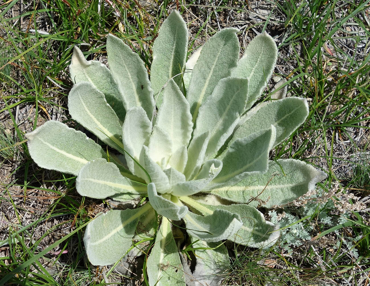 Изображение особи Verbascum songaricum.