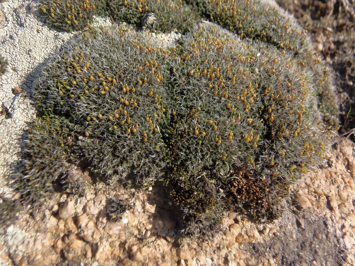 Image of genus Grimmia specimen.